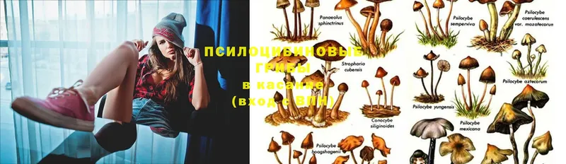 Галлюциногенные грибы Psilocybe  наркота  Сортавала 